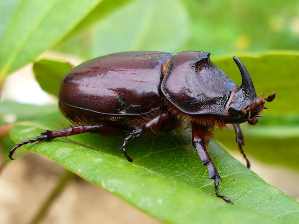 Insect House Image